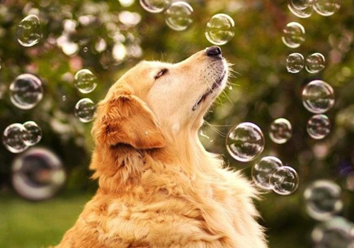 狗狗到家第一天没拉稀第二天拉稀,小狗有时候拉稀有时候不拉稀