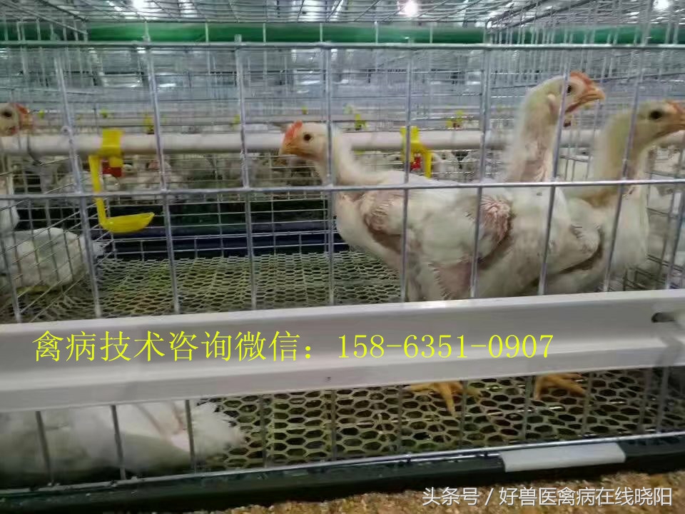 鸡尿酸盐沉积喂什么药,鸡尿酸盐沉积在肾脏的症状