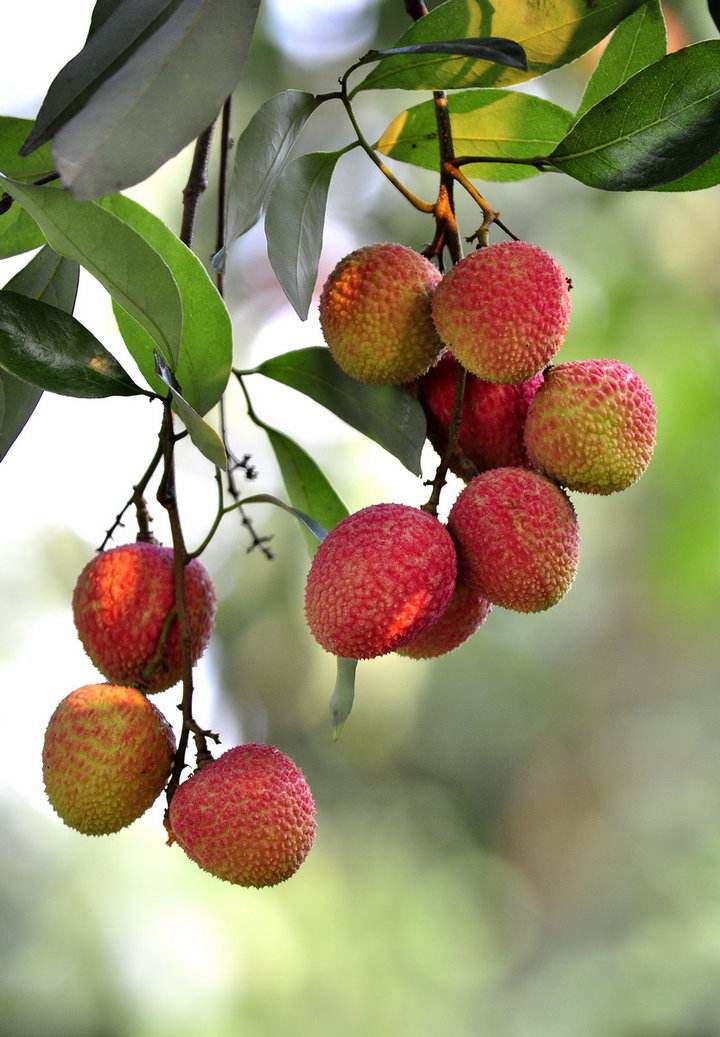 为博美人一笑不惜一切的诗句,只为博妃子一笑