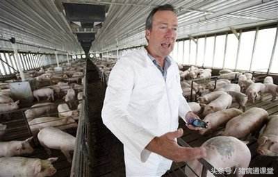 猪青霉素过量中毒的怎么治,猪用土霉素过量中毒的处理