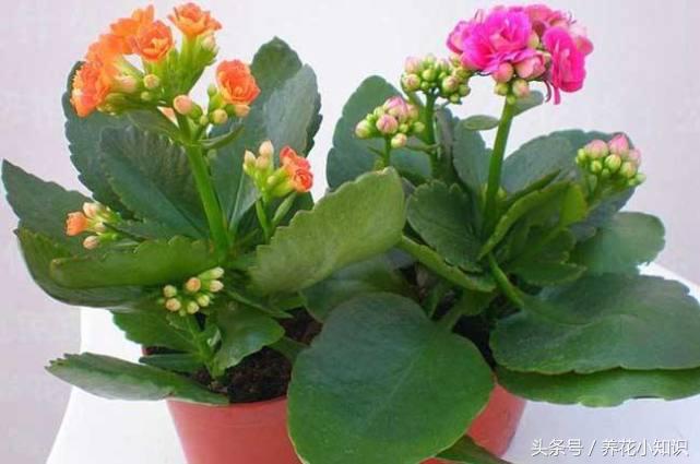 养花要喂什么药水浇花好,养花用什么药水浇花好