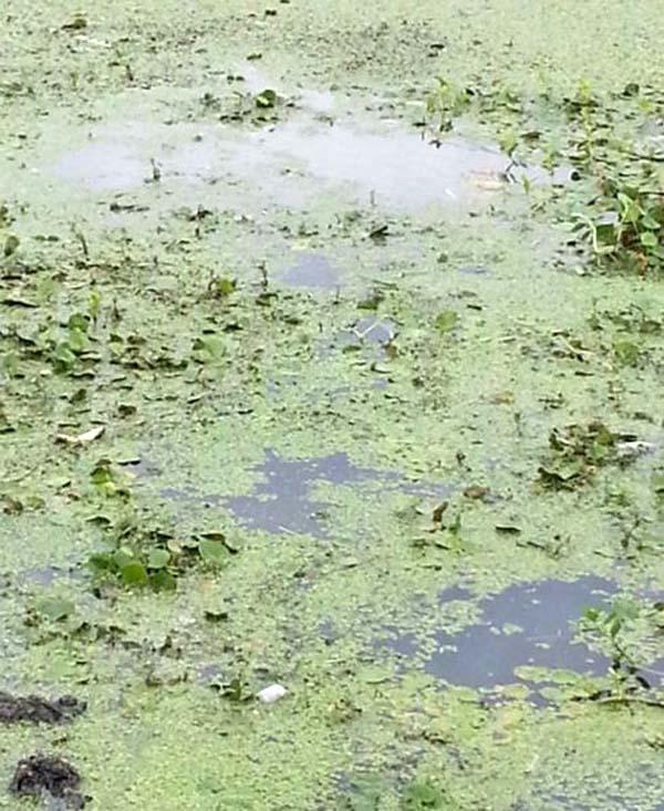 成年黑鱼有多强,野生黑鱼有多强