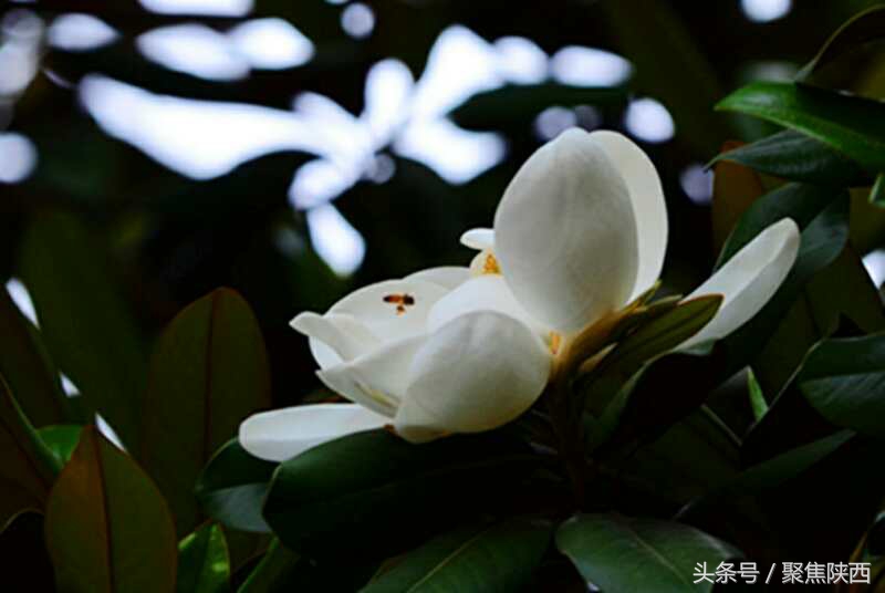 宝鸡广玉兰,广玉兰宝鸡