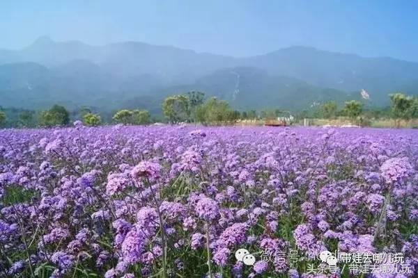 一次薰衣草之旅是如何变成采摘农家乐的?