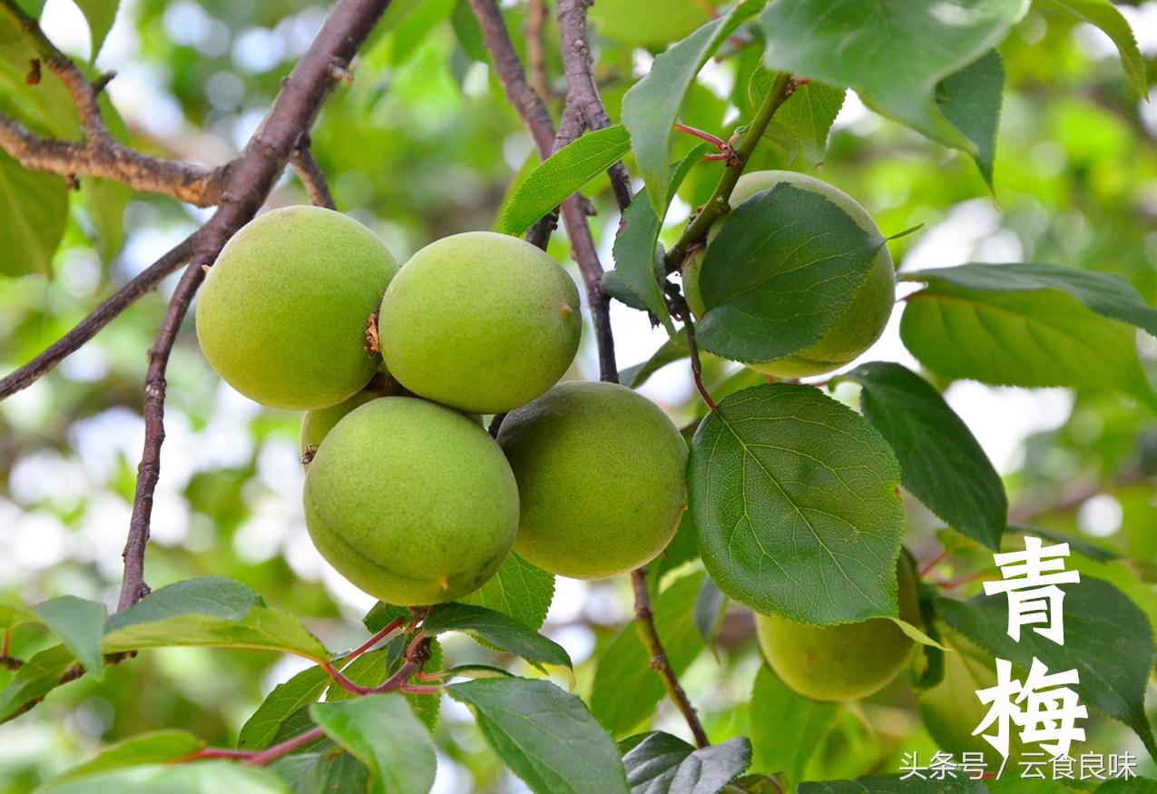 丽*青江**梅记|青梅煮酒话养生,正是初夏