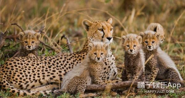 法令纹显老明星,明星怎么治法令纹