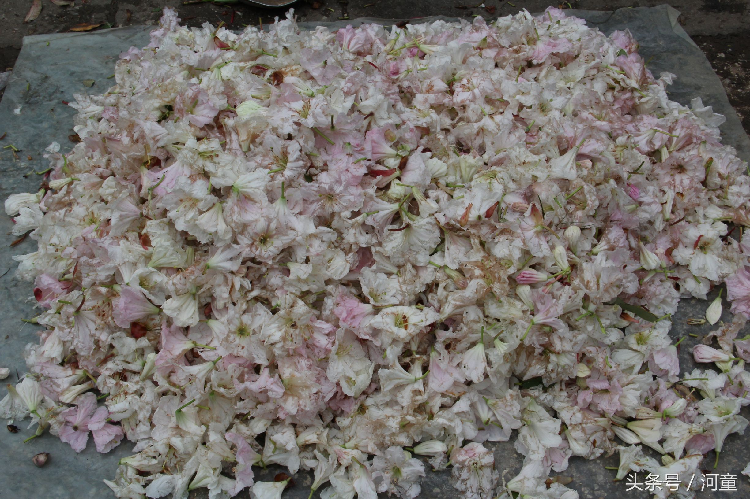 喜洲镇哪里好玩,喜洲哪个地方比较好玩