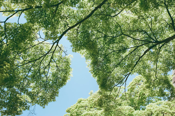 紫藤花开的季节去看锦鲤成了精，据说转发会有好运
