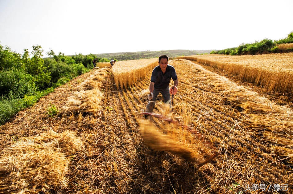 农家人的麦收神器——麦钐,堪比联合收割机!