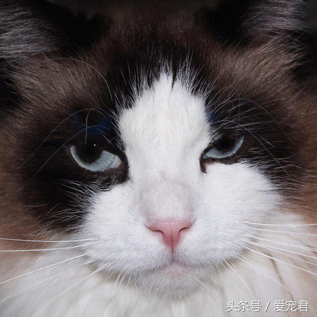 猫咪为什么总是趴在水杯旁边,猫咪为什么总是在桌子角上蹭