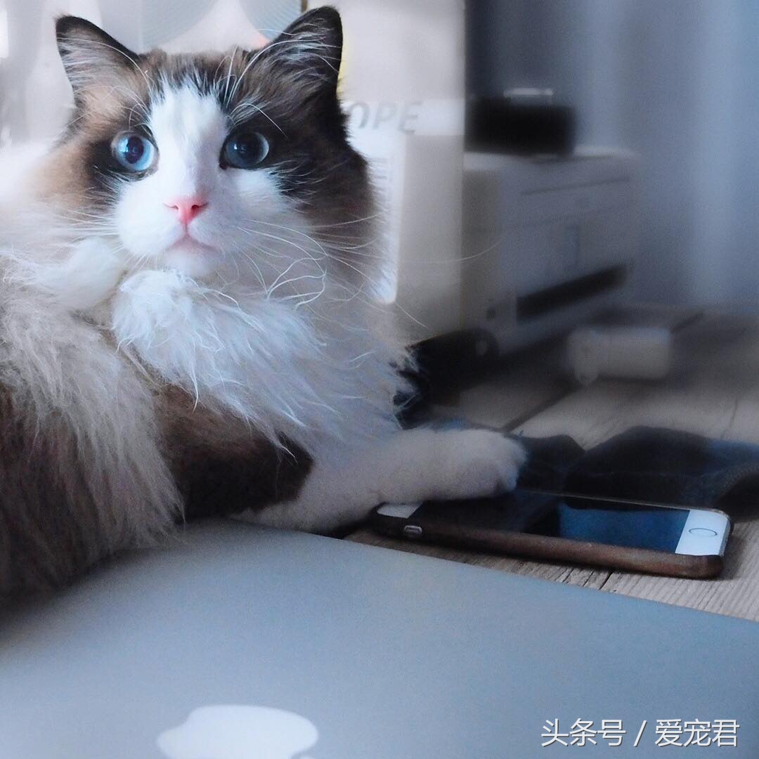 猫咪为什么总是趴在水杯旁边,猫咪为什么总是在桌子角上蹭