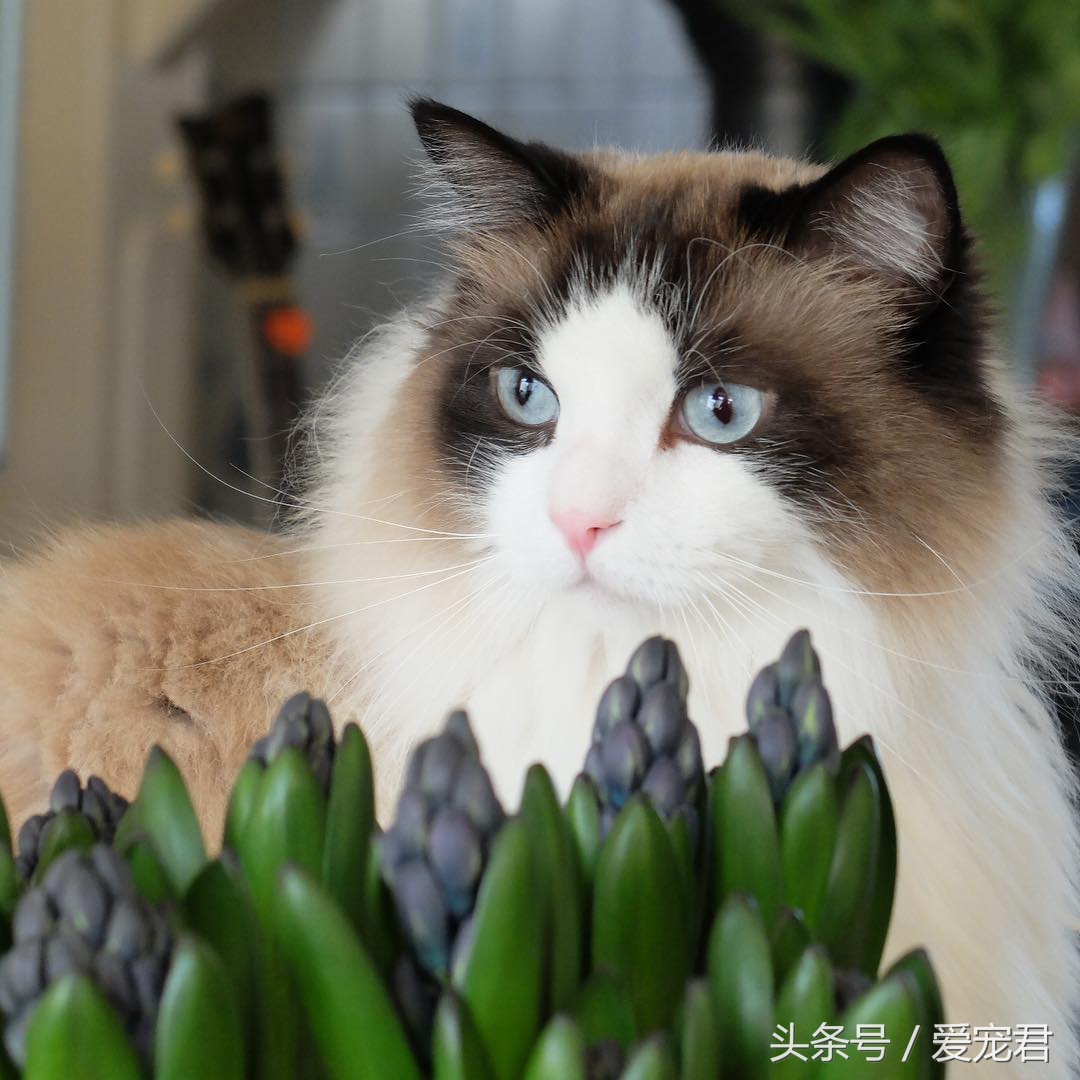 猫咪为什么总是趴在水杯旁边,猫咪为什么总是在桌子角上蹭