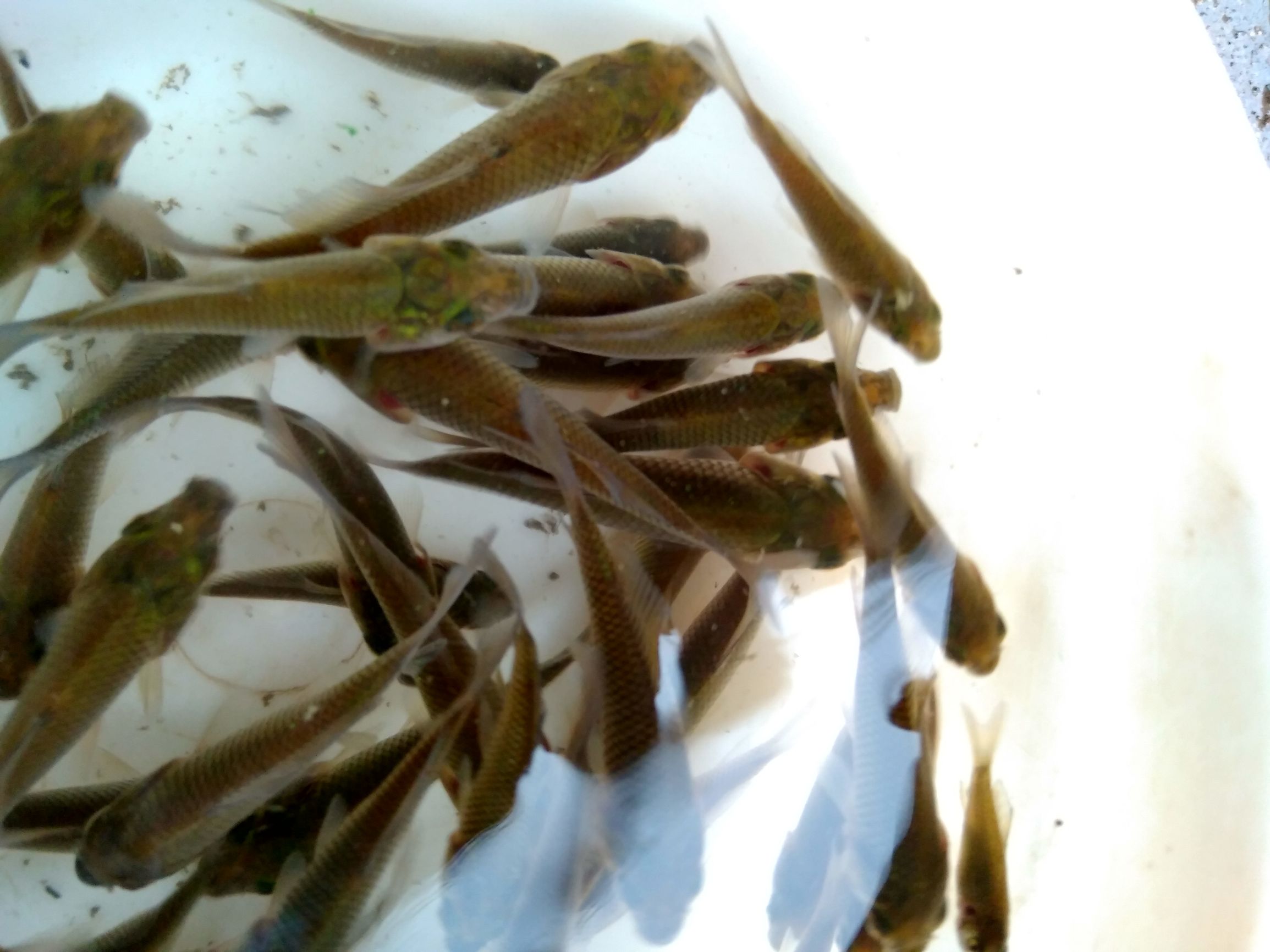 鲫鱼寄生虫防治,鱼苗感染车轮虫的症状