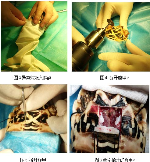 苏卡达陆龟膀胱结石,龟膀胱结石的原因以及治疗方法