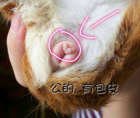 豚鼠臭不,豚鼠的屎臭到顶不住