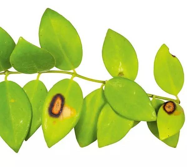 室内绿植长黑斑掉叶子挽救方法,盆栽叶子发黄有斑点怎么解决