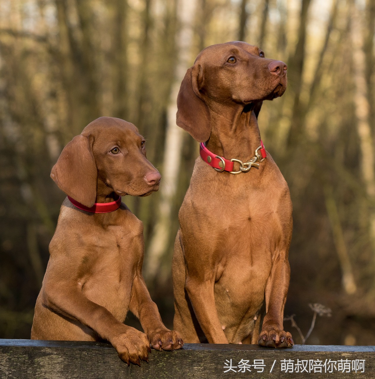 如何改变狗狗乱拉便便的坏习惯,怎么纠正狗狗乱上厕所