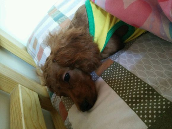 带泰迪剃了毛,回家后性情大变,一言不合就咬人,后悔死了