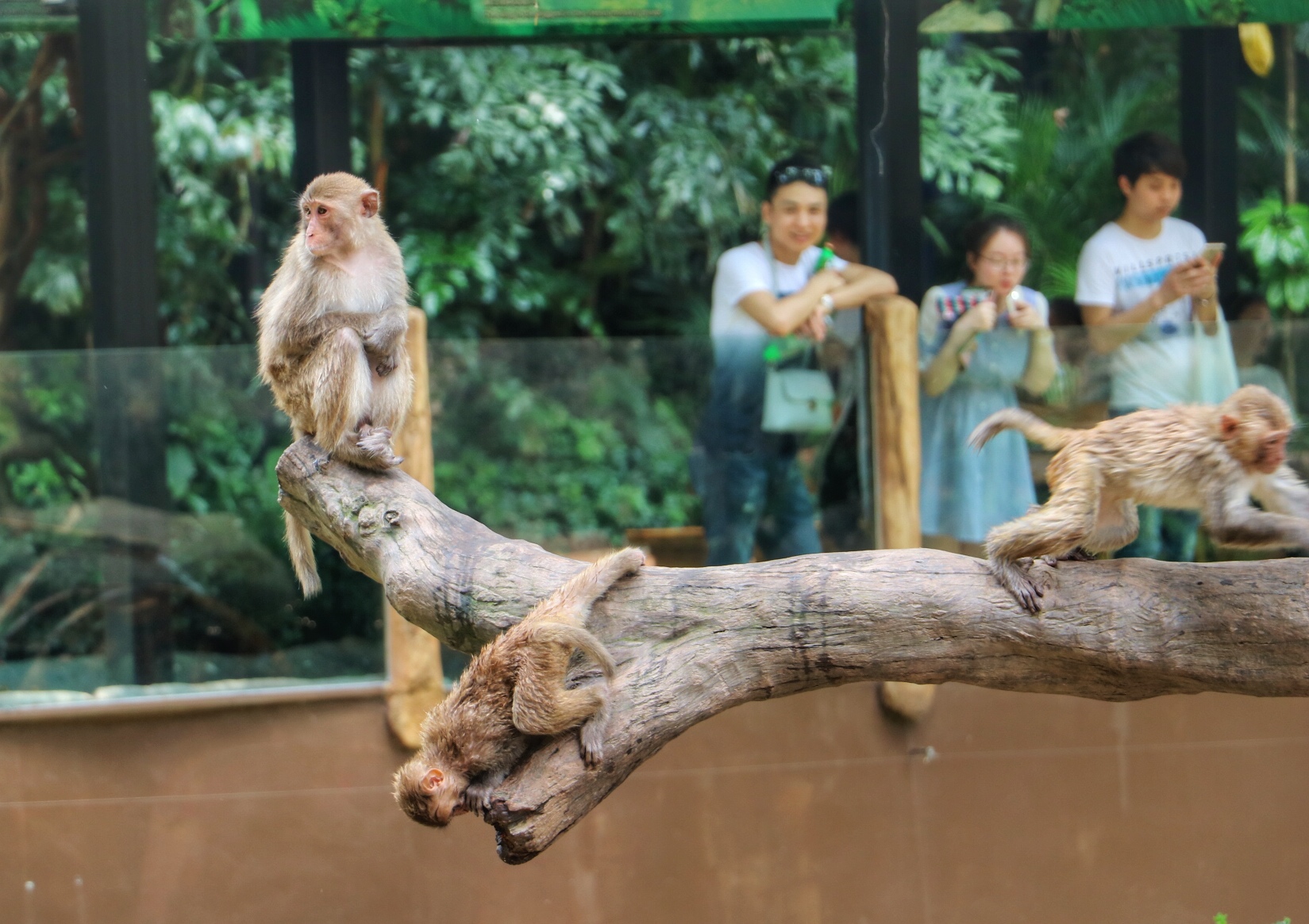 一月广州长隆野生动物园游玩攻略,长隆海洋王国不可错过