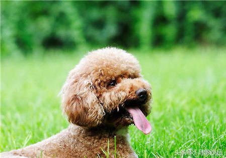 泰迪犬的正确喂养方法,泰迪犬刚生过小狗怎么喂养下奶