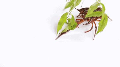 广州小龙虾视频,广州哪里买鲜活小龙虾