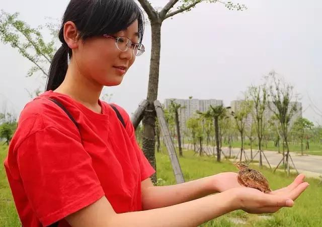 这一批小云雀的命运：有人捉住它们，有人救助它们，今天被放生