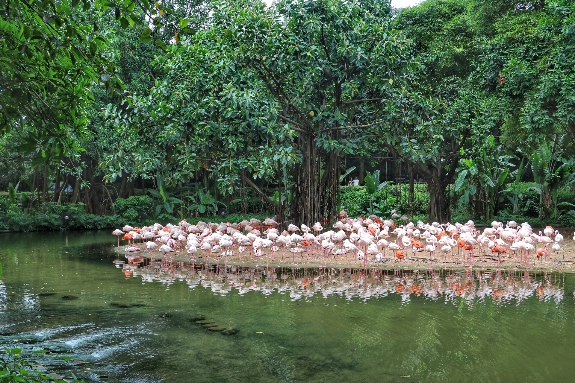 一月广州长隆野生动物园游玩攻略,长隆海洋王国不可错过