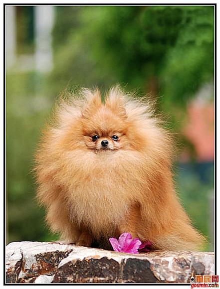 盘点全网最精的狗狗,全网狗狗大合集