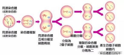 肽修复细胞的最佳方法,肽修复细胞