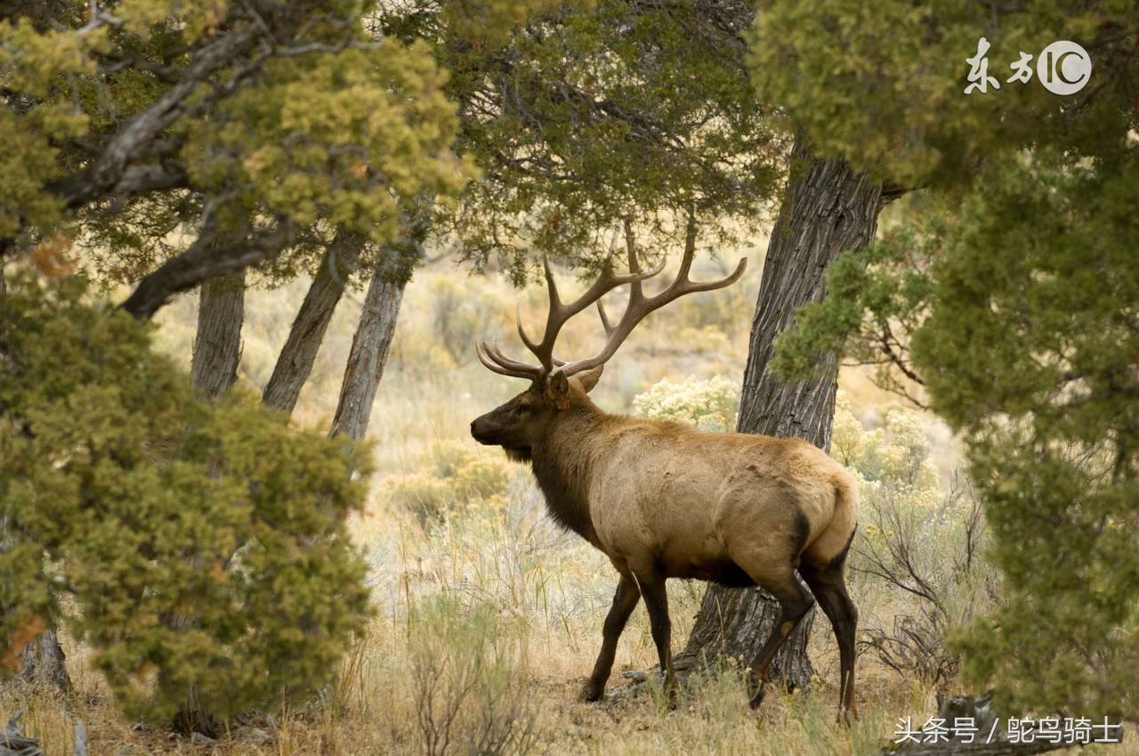 养马还是养车,古时候养马等于现在养车