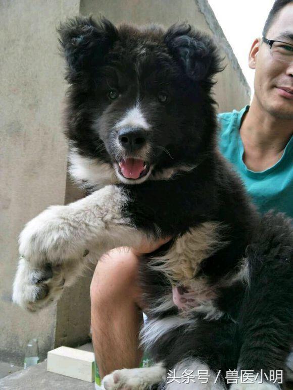 体型小又聪明的串串狗,串串狗的体型为什么比父母大