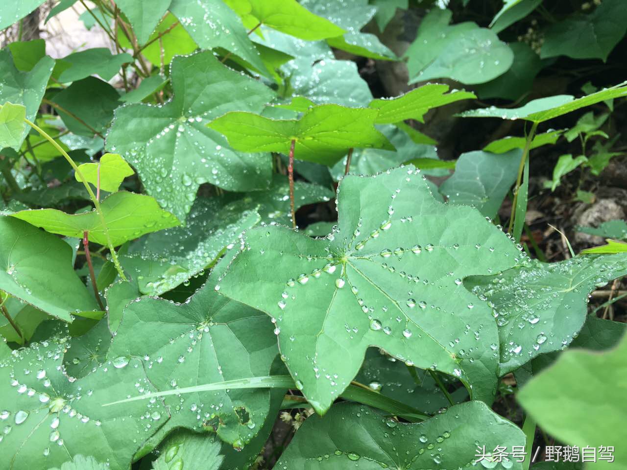 野鹅自驾：一个小泉眼，却养活了整个村子，冒出的气泡酷似珍珠！