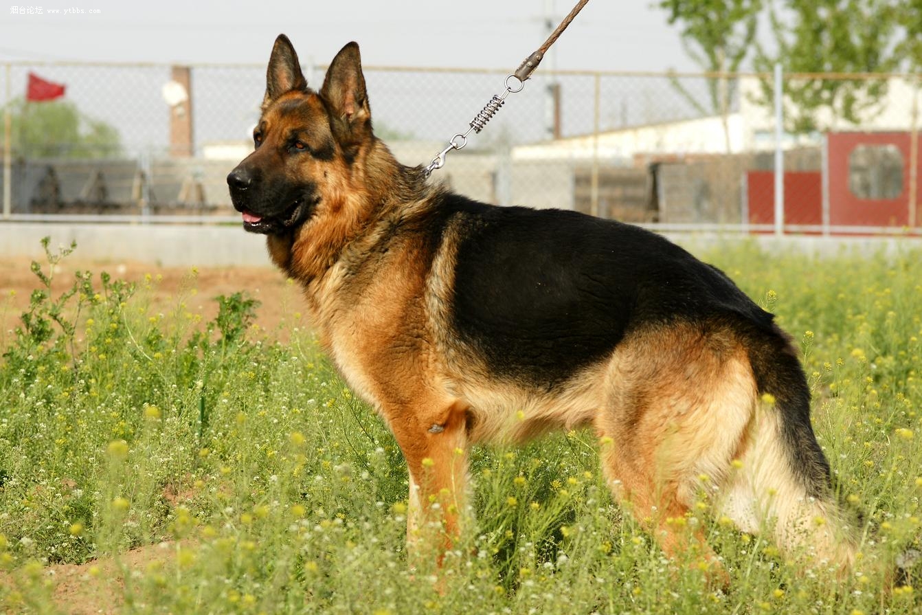 比较贵的狗狗都有哪些,各类狗狗图片品种价格