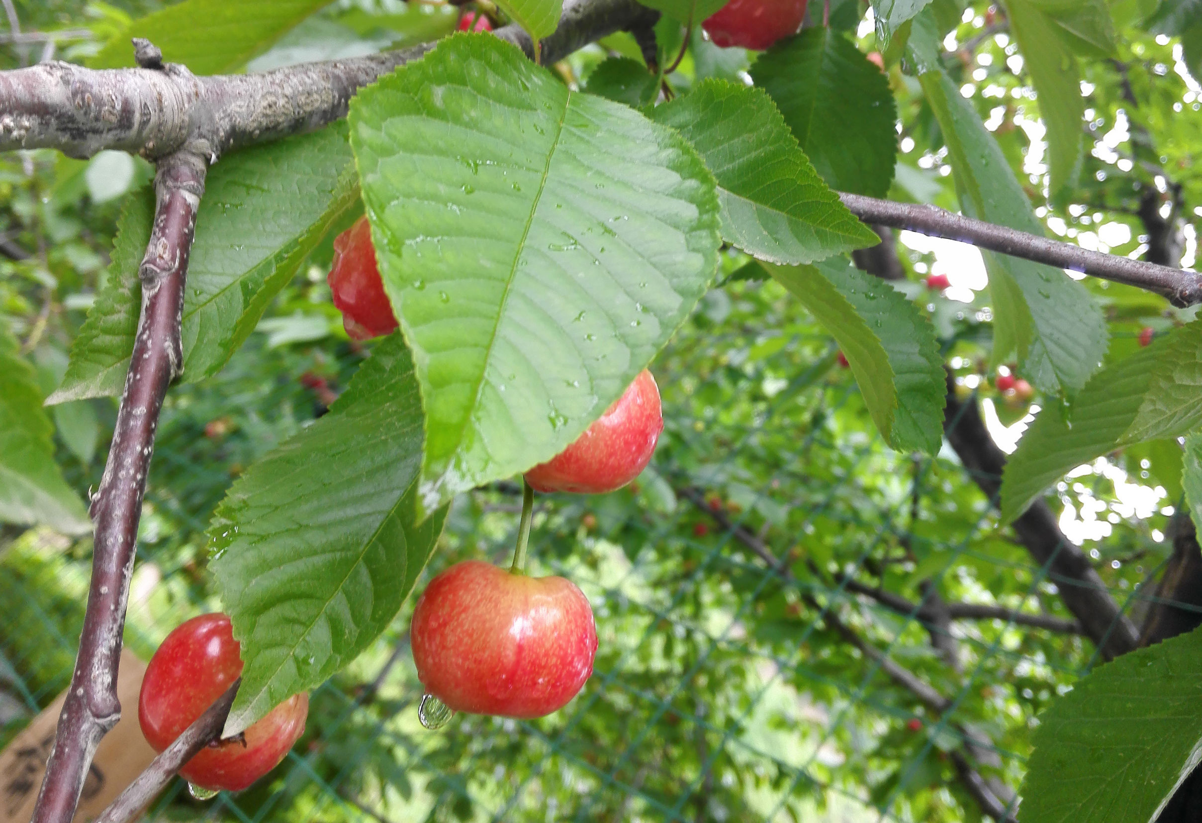 自驾车游汶川七盘沟摘车厘子,汶川萝卜寨自驾游攻略