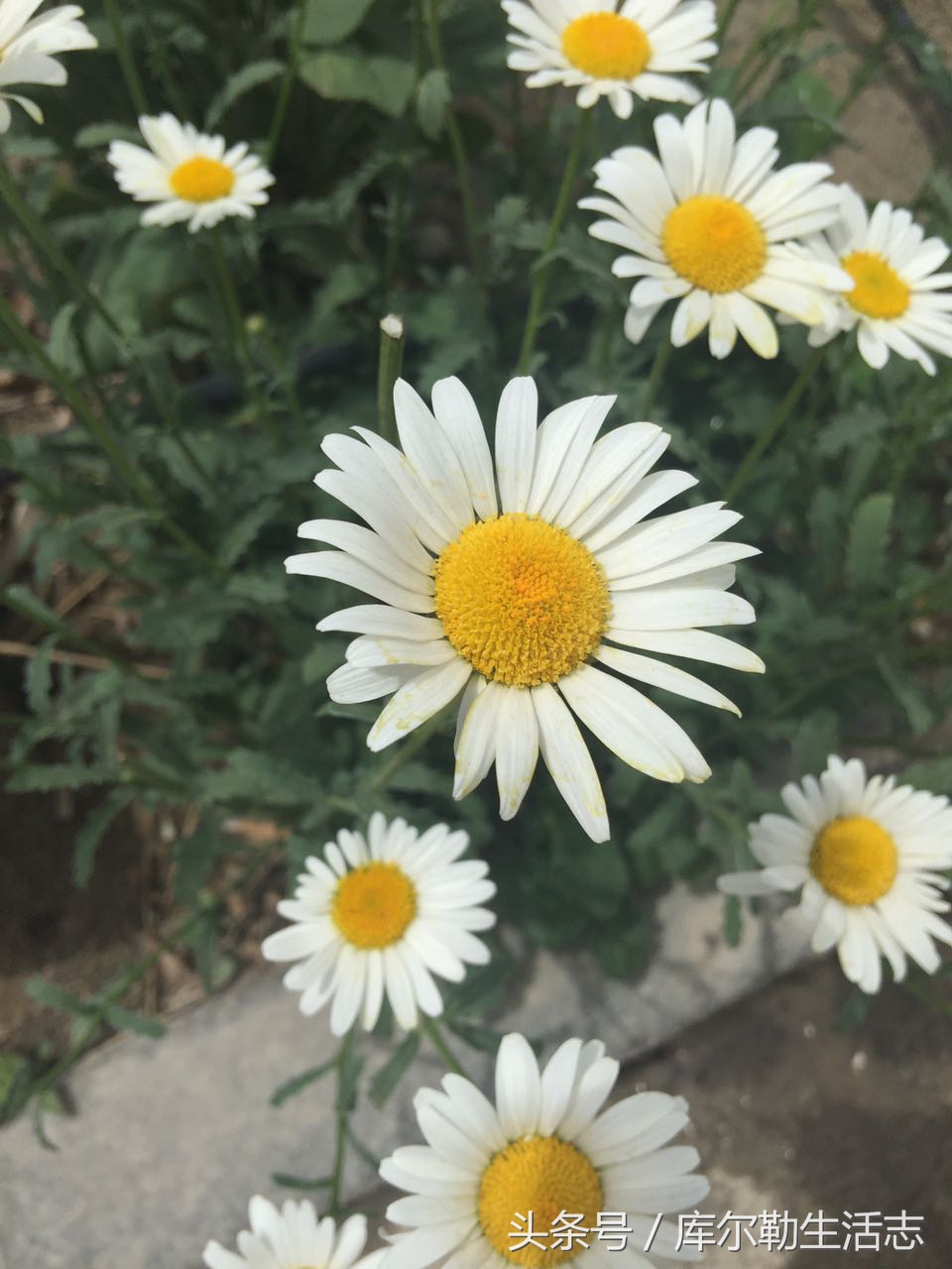 库尔勒绿化带,库尔勒绿化带灌木是什么