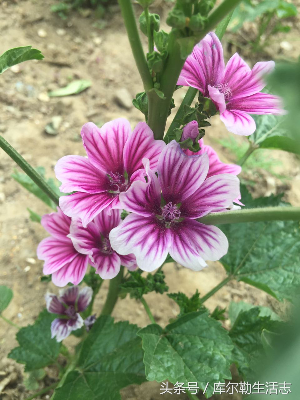 库尔勒绿化带,库尔勒绿化带灌木是什么