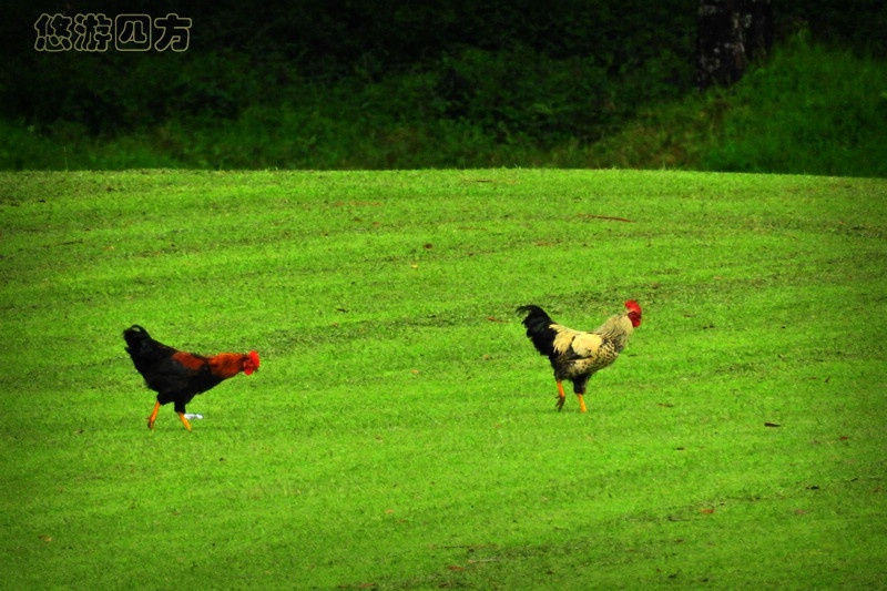 印度洋岛国上的小英格兰，浓浓英伦风，凉爽避暑地！
