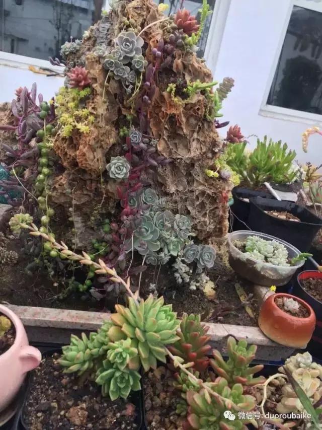 养了一年多的多肉没啥变化说说,养了几年的多肉快要全军覆没了