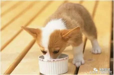 养狗前要学会的八件事,新手养狗怎么给狗狗养成习惯