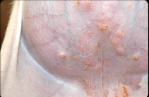 宠物皮肤病怎么治疗最有效,宠物医院如何治疗宠物皮肤病