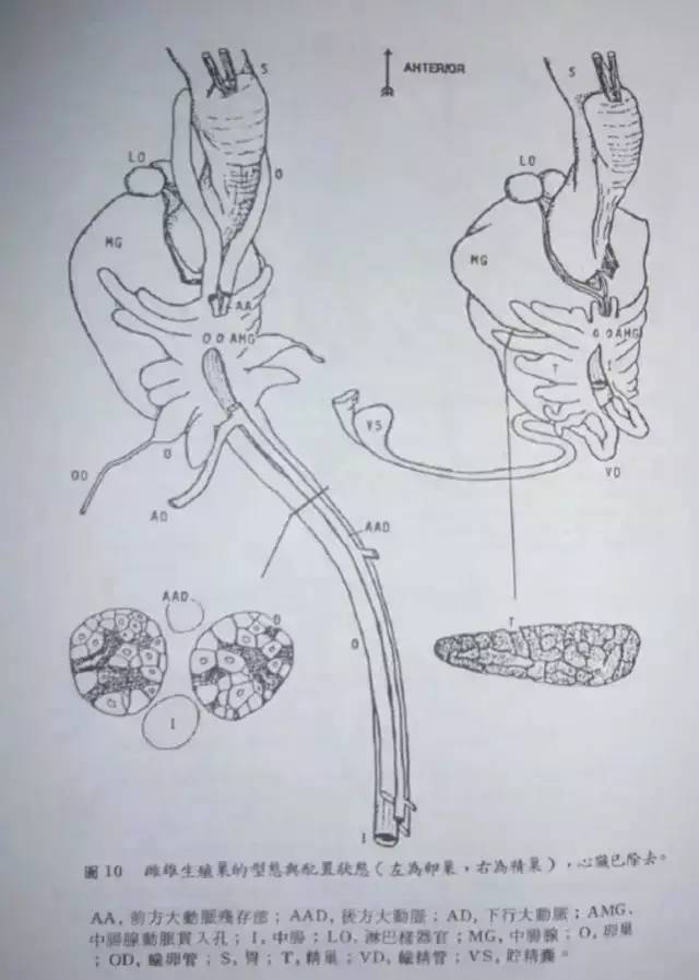 大虾冷冻后还有寄生虫吗,大虾身上有寄生虫怎么办