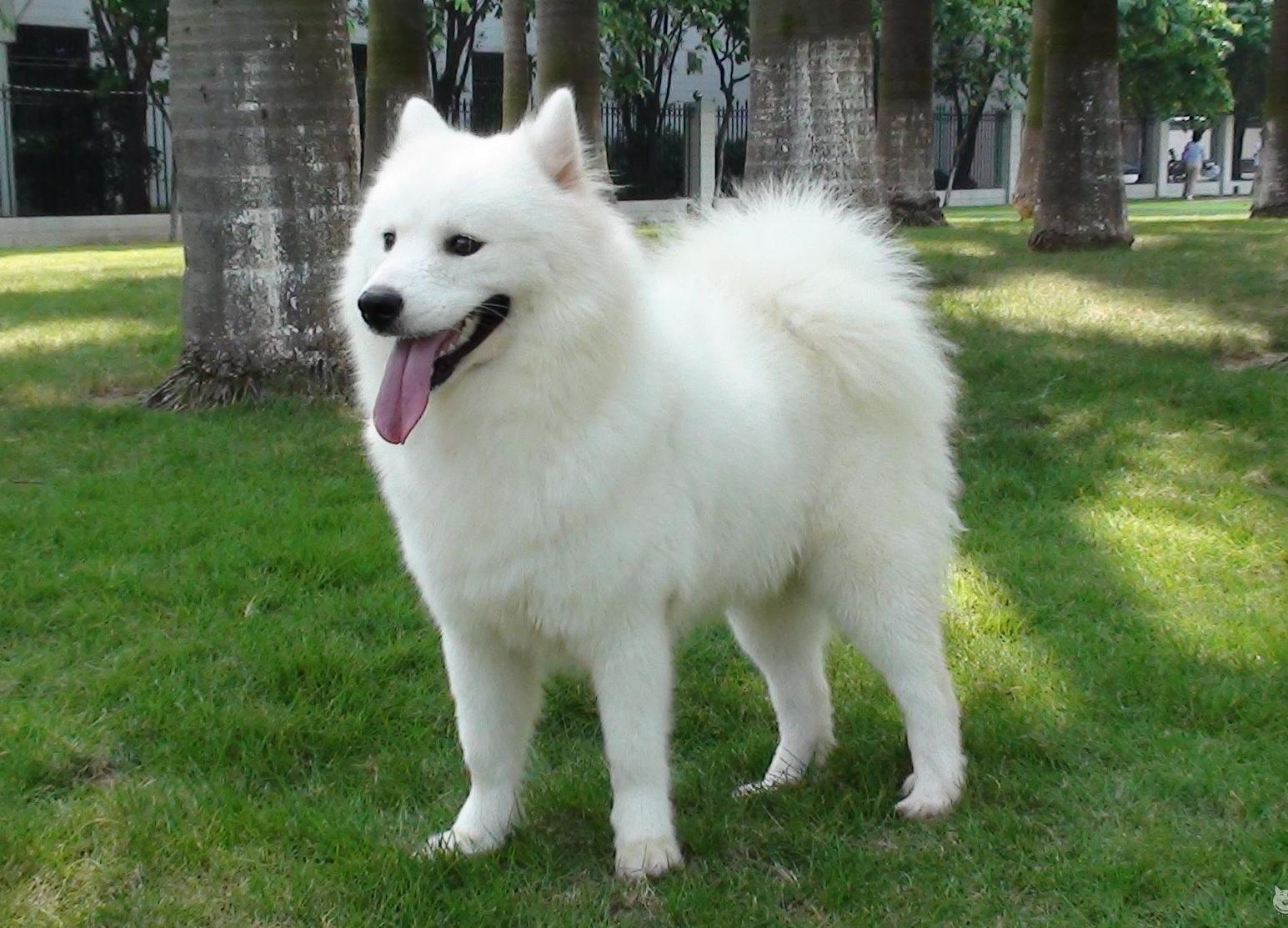 狗狗价格一览表2021,常见家养狗狗价格一览表