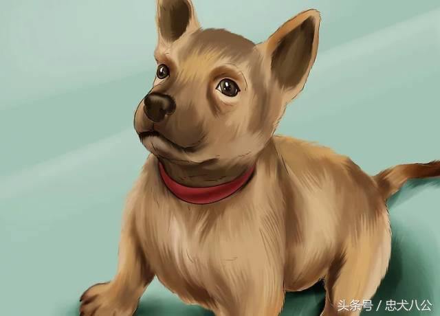 训练狗狗看其他狗不激动,训练狗狗眼睛看着我