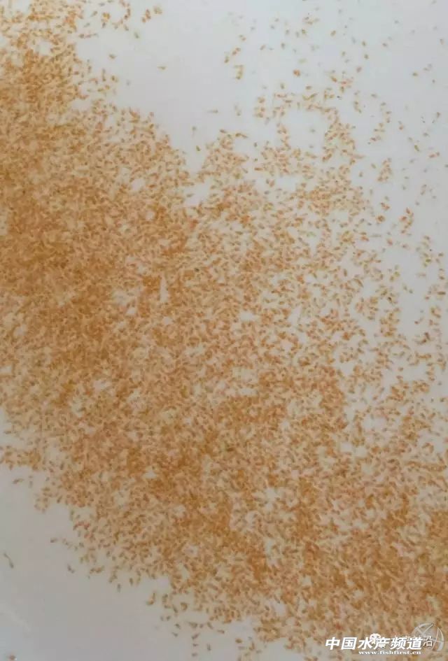 它为何两年就能为一百多家苗场追棒使用?