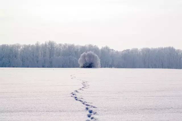 关于绿豆芽萌发的资料,观察绿豆芽发芽过程日记400字