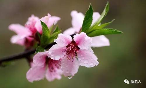 全国56个市花图片,中国各市市花集中图