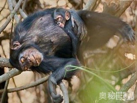 动物是怎么睡觉的教学,动物怎样睡觉的图片