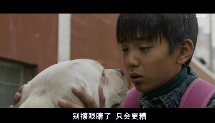 北京导盲犬乔乔,北京导盲犬乔乔最新消息