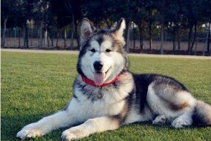 每个人的星座都有什么,十二星座适合养什么