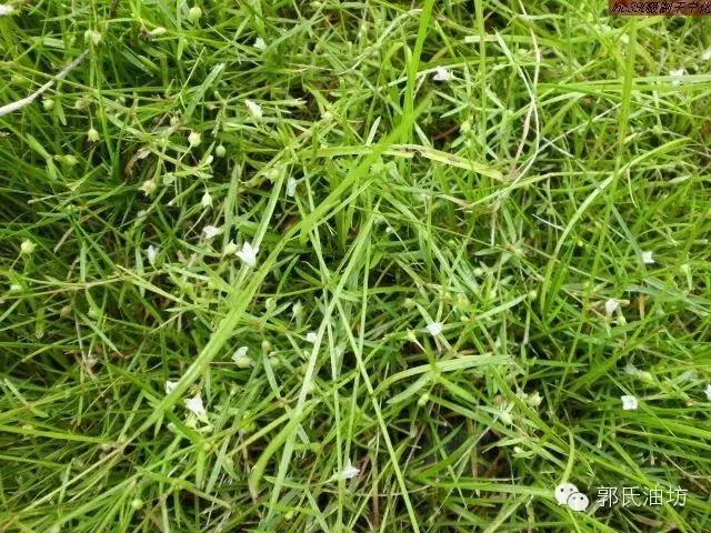 致富经种植药材视频贵州,致富经种地视频